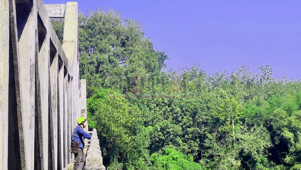 can-canh-cau-gay-o-binh-duong-cay-cau-nhieu-nguoi-chon-de-quyen-sinh (10).jpg