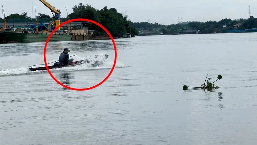 Thuốc trừ sâu (3).jpg