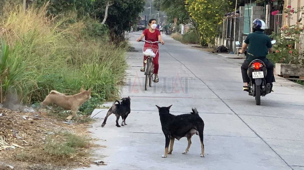 chó thả rông (3).jpg