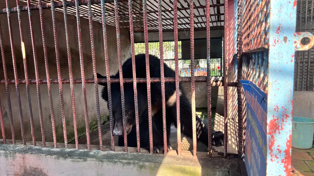 động vật (1).jpg