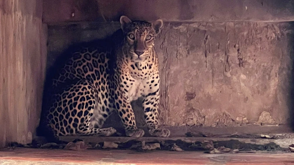 động vật (5).jpg