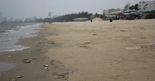 Cá chết xuất hiện dọc bãi biển Đà Nẵng ảnh 2