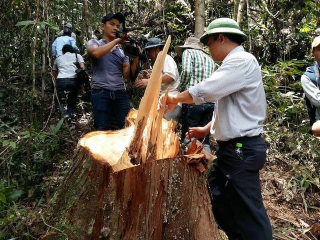 Phó Chủ tịch UBND tỉnh Quảng Nam Lê Trí Thanh kiểm tra hiện trường vụ phá rừng trong ngày 20-7. Ảnh: TH.