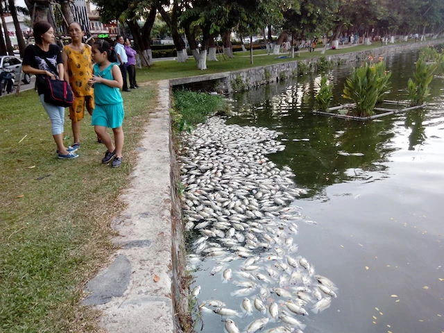 Cá chết nổi trắng hồ 29-3. Ảnh: LÊ PHI.