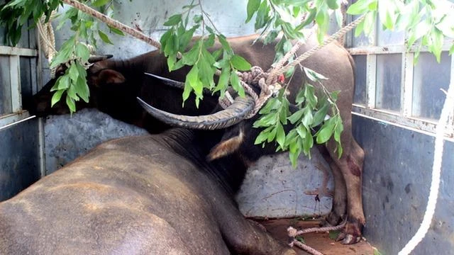 Các thợ săn sẽ được nhận 60% giá trị trâu điên sau khi được đem bán. Ảnh: Nguyễn Do.