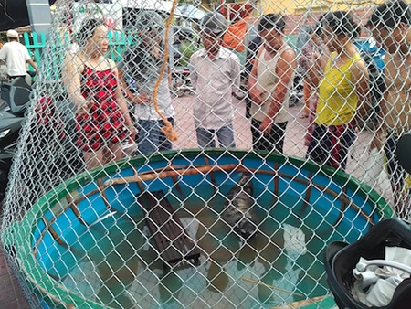 Quảng Nam: Ngư dân vây bắt hải cẩu dạt vào bờ biển ảnh 1