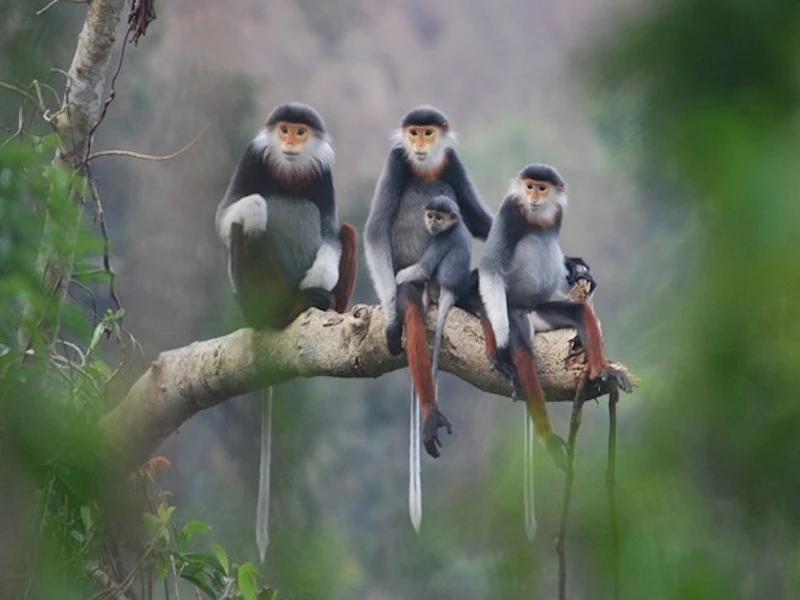 Đà Nẵng chọn voọc chà vá chân nâu làm biểu tượng thành phố ảnh 1