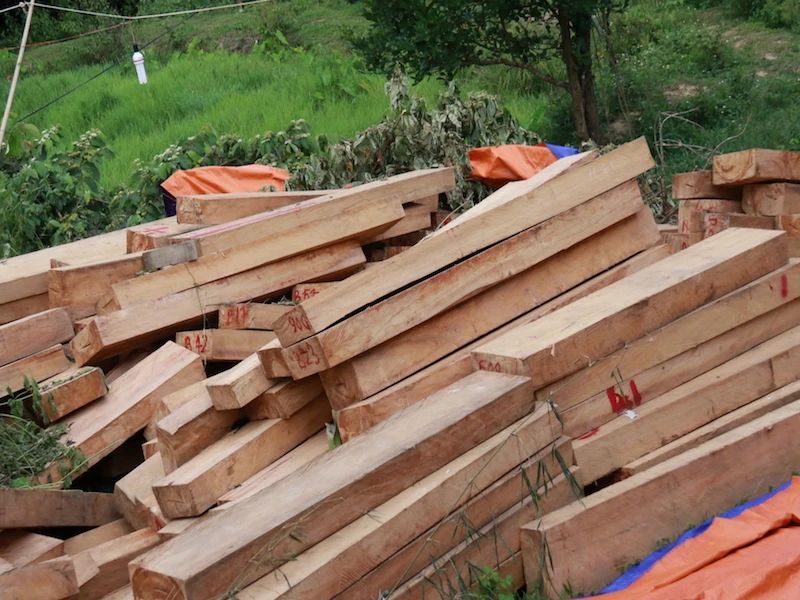 Hàng trăm phách gỗ pơ mu bị chặt phá tại vùng biên giới Quảng Nam và Sê Kông (Lào). Ảnh: HUY TRƯỜNG.