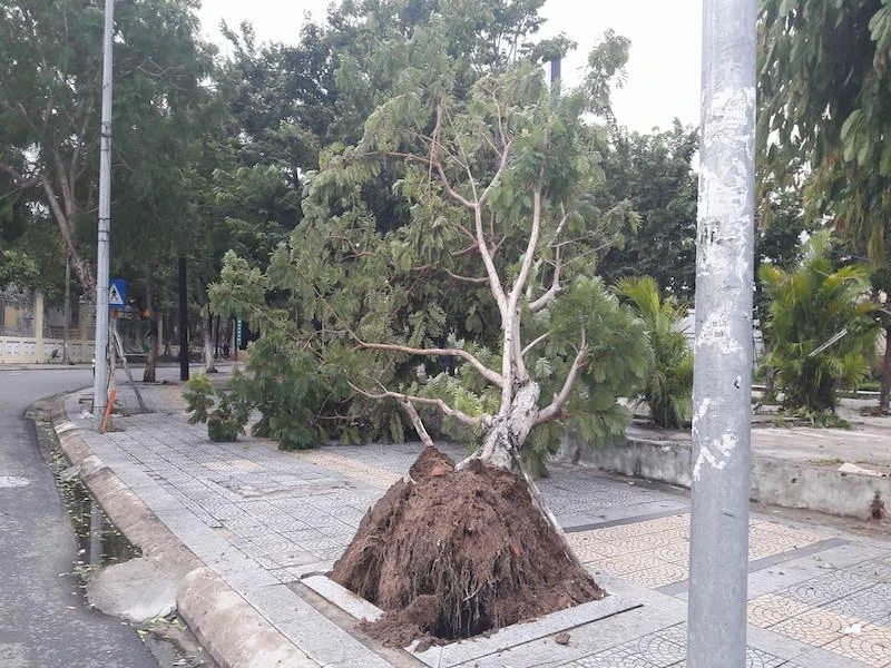 Một cây bật gốc tại khu vực trung tâm