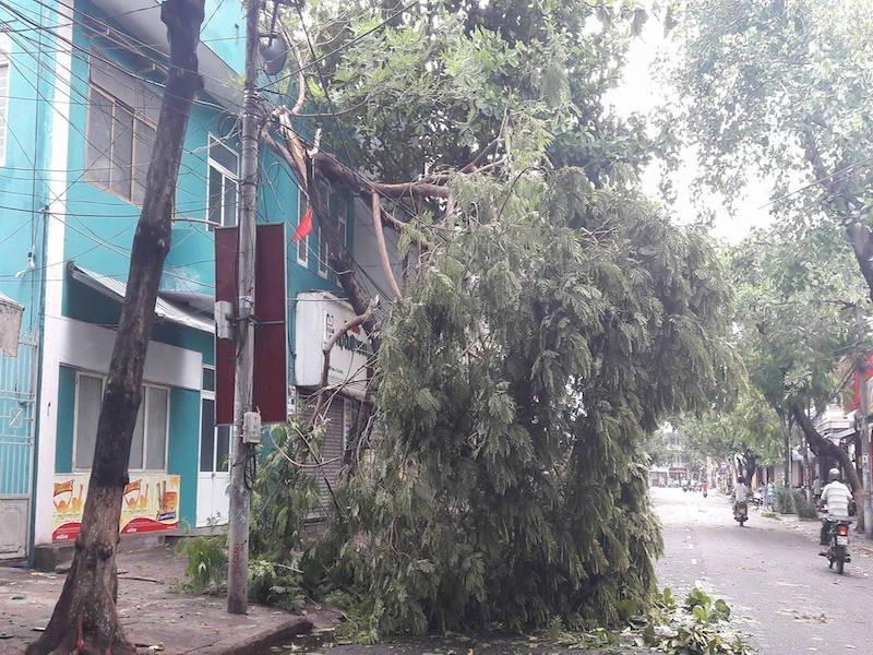 Cây bị bão quật gã