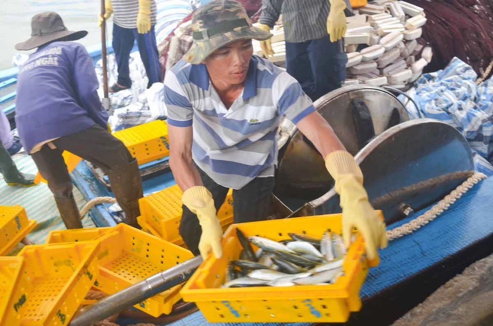 Ngư dân Quảng Ngãi trúng đậm cá biển đầu năm ảnh 5