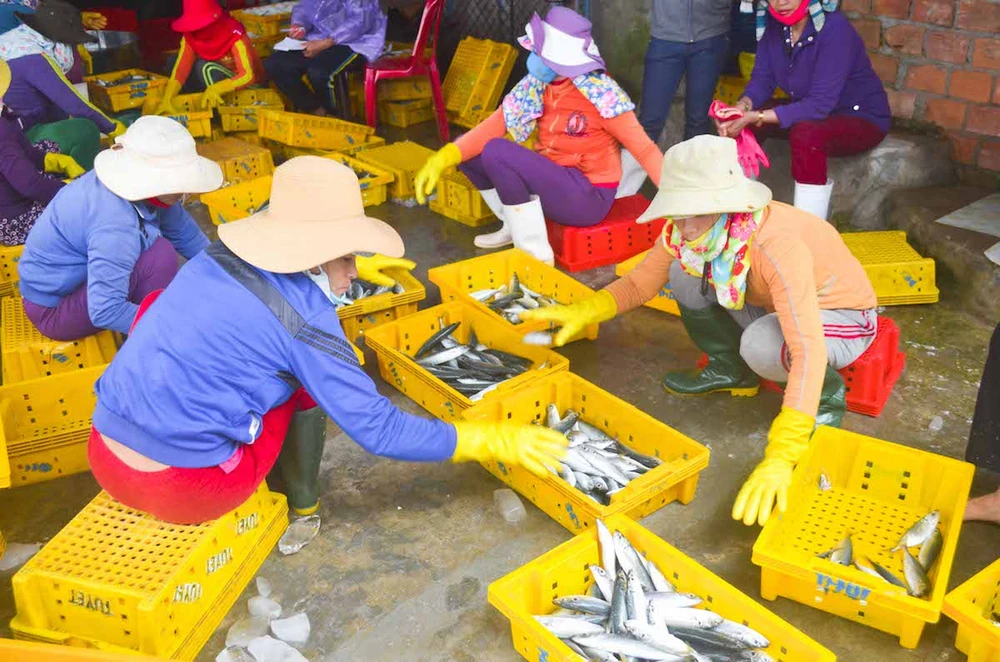 Ngư dân Quảng Ngãi trúng đậm cá biển đầu năm ảnh 6