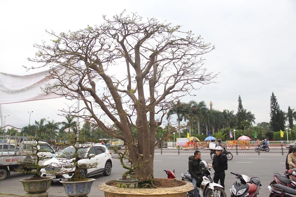 Anh Trương Hoài Phong (32 tuổi, TP Pleiku, tỉnh Gia Lai) chủ cây mai 2 tỉ đồng, cho biết đây là cây hơn 100 năm tuổi, cao trên 3m, đang úp nụ, cận Tết sẽ nở rất đẹp. 