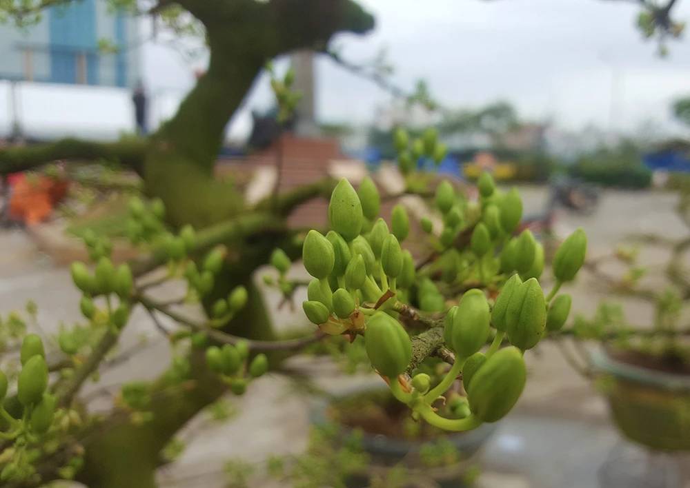 Hiện tại khu vực bán mai của anh Phong , ngoài cây mai 2 tỉ còn có rất nhiều cây mai khác với giá dao động từ 6 đến 40 triệu đồng