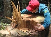 Rừng Quảng Nam lại bị chặt phá không thương tiếc