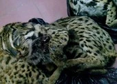 Bắt giữ vụ mua bán mèo rừng quý hiếm