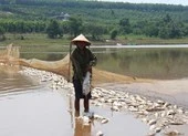 Người dân Bình Phước sửng sốt vì cá chết trắng mặt nước