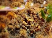 Quảng Nam: Trả lại tiền nếu mua phải sâm Ngọc Linh giả