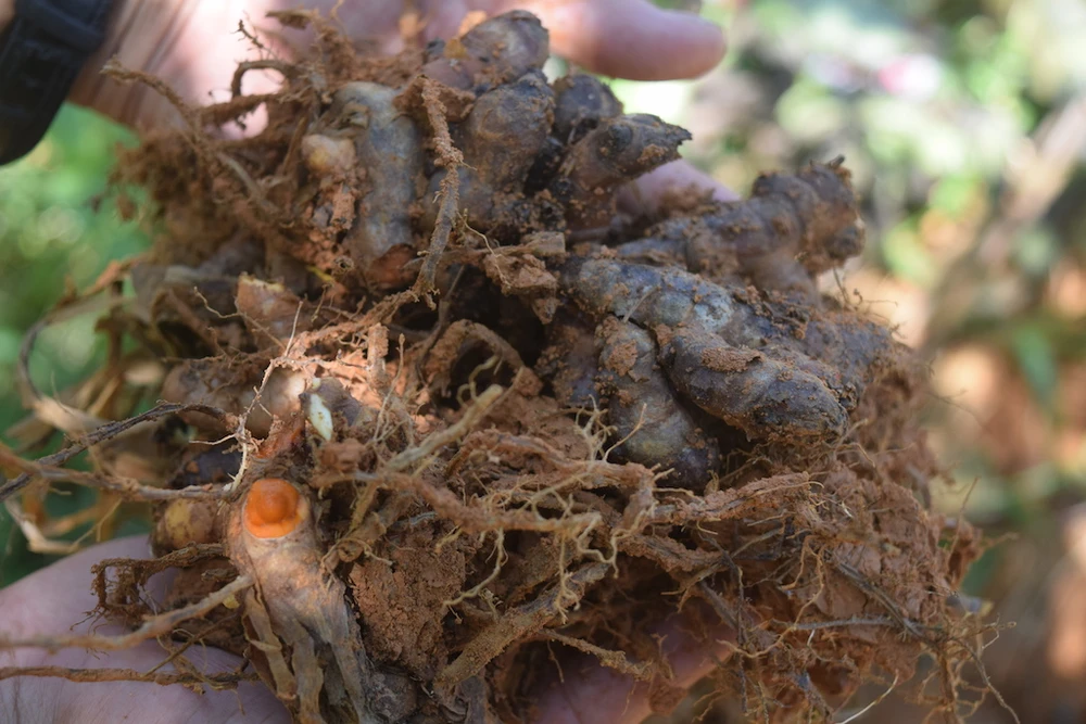 Nông dân Quảng Nam điêu đứng vì nghệ không ai mua ảnh 3