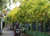 Huỳnh liên nở rộ nhuộm vàng dọc đường ray ở Sài Gòn