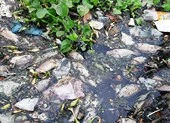 Người dân đóng kín cửa vì cá chết trên kênh bốc mùi nồng nặc
