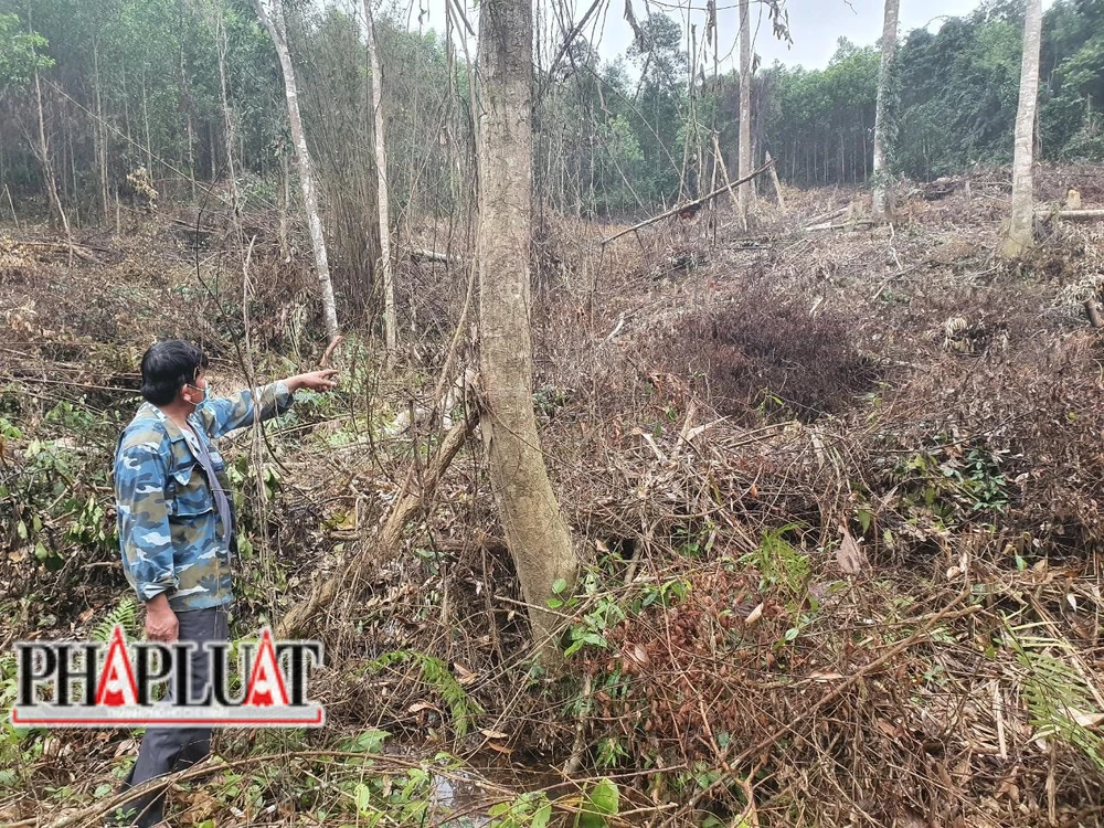 Khu vực rừng của ông Thành bị chặt phá. Ảnh: BẢO THIÊN.