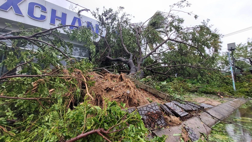 Cây ngã đổ hàng loạt sau khi bão vào. Ảnh: THANH NHẬT.
