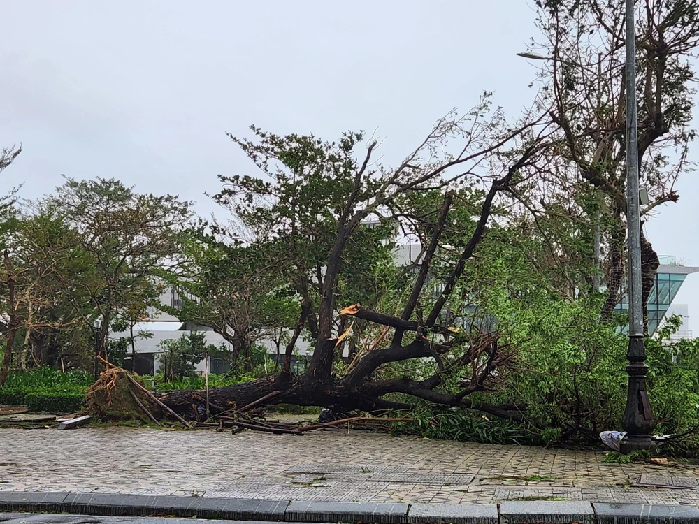 Nhiều cây lớn trên đường phố Đà Nẵng đổ gục trong bão. Ảnh: TẤN VIỆT.