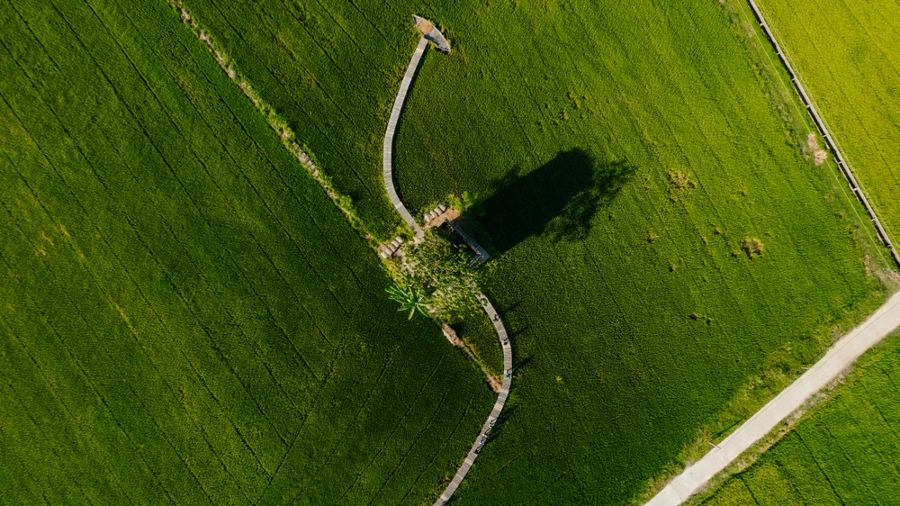 Nắng xế chiều, lò gạch cũ đổ bóng xuống bờ ruộng tạo thành khung cảnh nên thơ, bình dị. Ảnh: MINH TRƯỜNG.