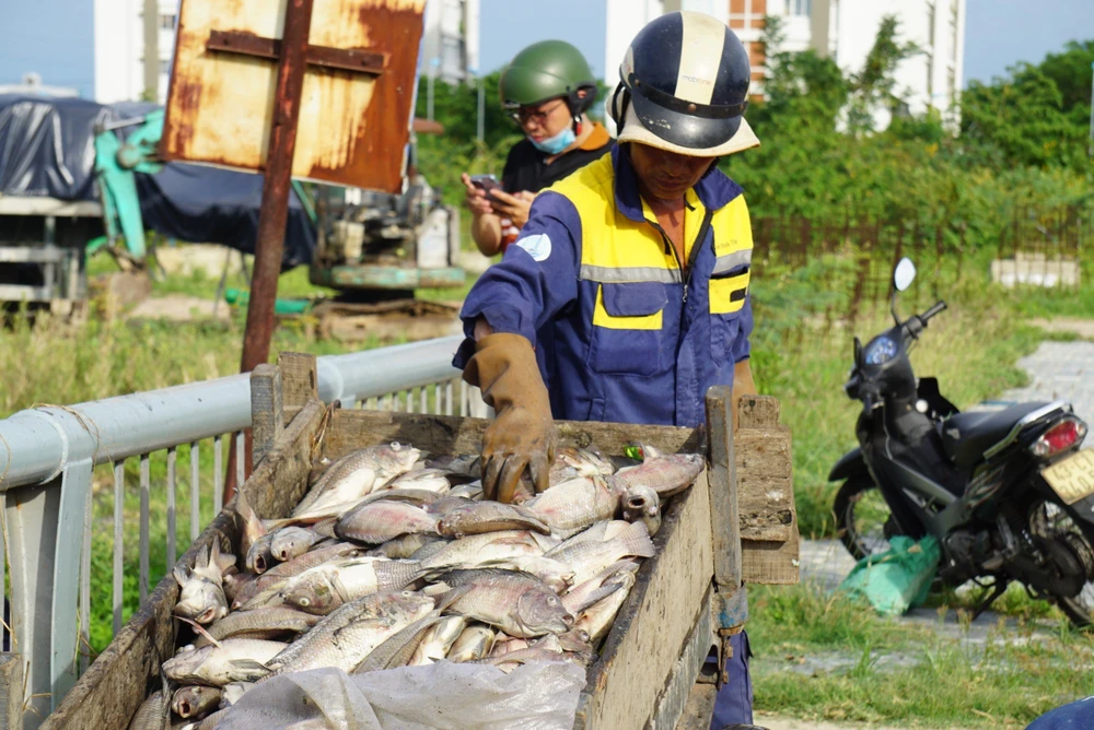 Nhân viên công ty môi trường phải dùng xe kéo để gom cá về xe lớn. Ảnh: MT.