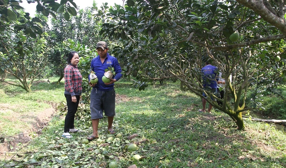 Ông Thành cùng gia đình tất bật cắt bưởi hồ lô giao cho khách hàng.