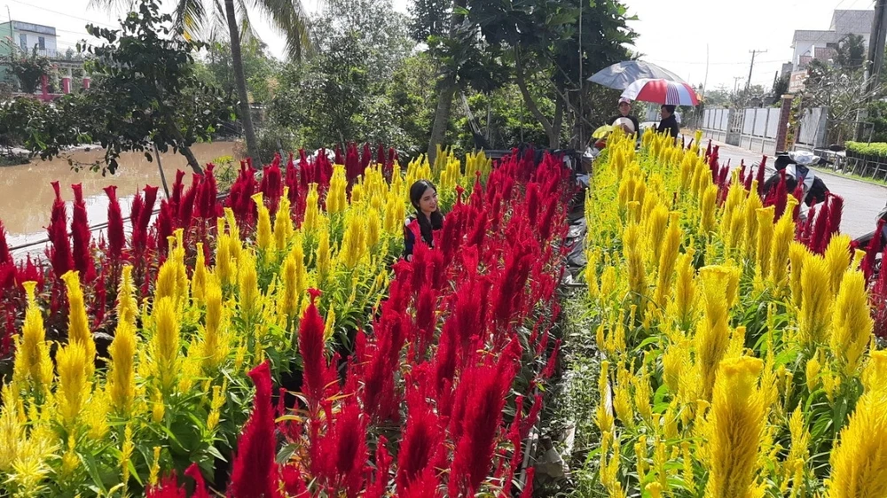 Du khách ồ ạt đổ về làng hoa Sa Đéc ngày cận Tết ảnh 2