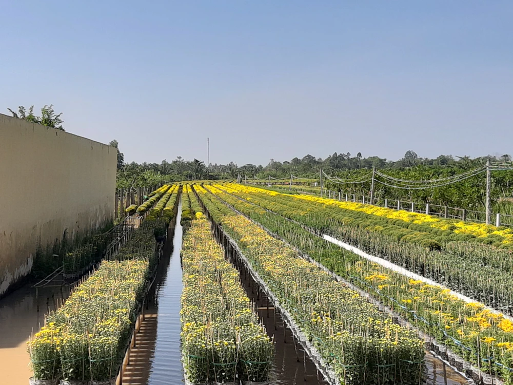 Du khách ồ ạt đổ về làng hoa Sa Đéc ngày cận Tết ảnh 10