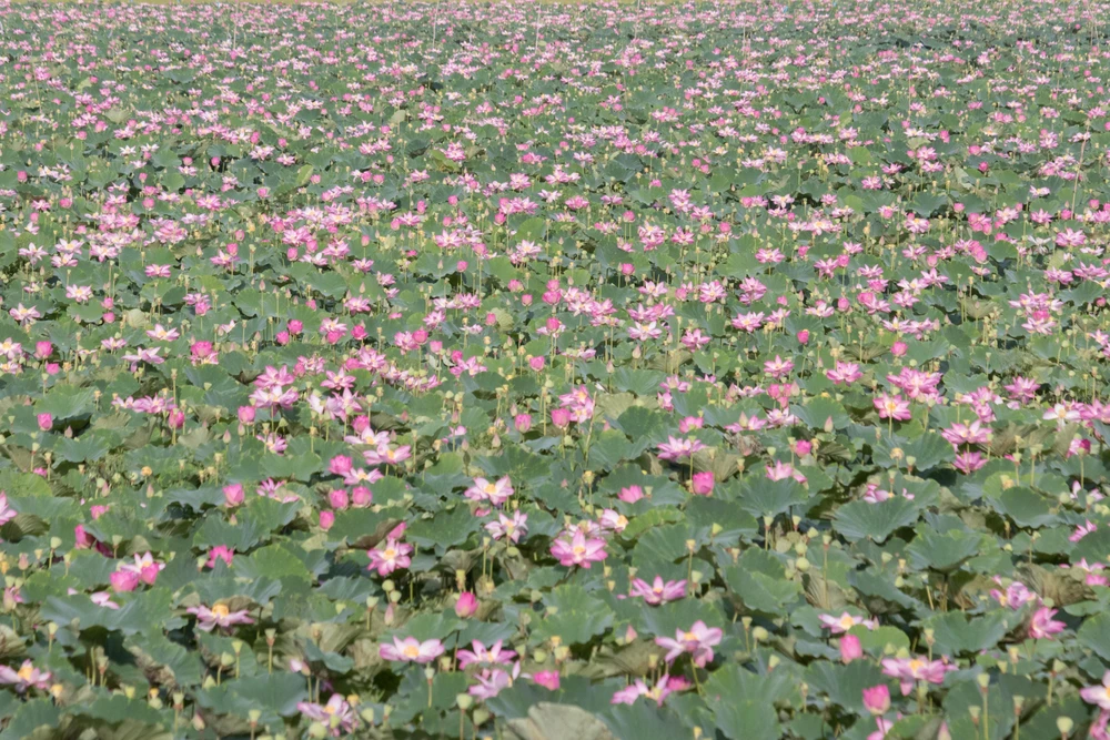 Cánh đồng sen bạt ngàng ở Đồng Tháp. Ảnh: KIM LUẬN