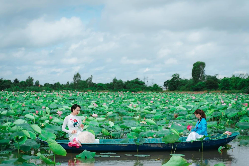Ngày 19-5 này Đồng Tháp sẽ khai mạc Lễ Hội sen - đúng vào mùa sen nở rộ