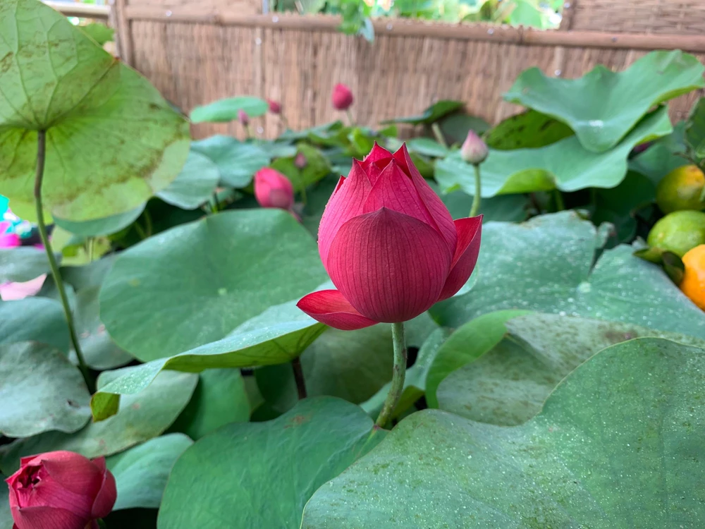 Đồng Tháp đã chọn Sen là hình ảnh đặc trưng xây dựng thành công thương hiệu “Đồng Tháp - Đất Sen hồng”