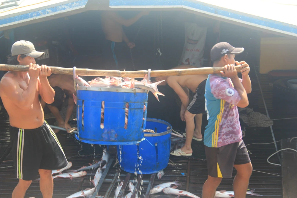 Thu hoạch cá tra Thu hoạch cá tra