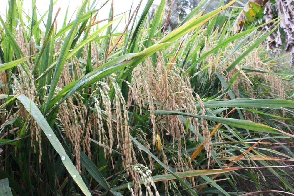 Các chuyên gia cho rằng một trong những tồn tại ở An Giang hiện nay là chuyển dịch cơ cấu kinh tế chậm do duy trì đất trồng lúa quá lớn. Các chuyên gia cho rằng một trong những tồn tại ở An Giang hiện nay là chuyển dịch cơ cấu kinh tế chậm do duy trì đất trồng lúa quá lớn.