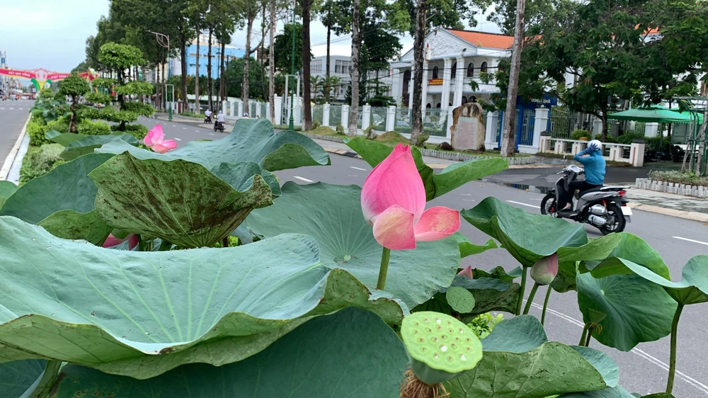 Sen được trồng trang trí ở khắp các tuyến đường tại Đồng Tháp - thủ phủ đất sen hồng. Ảnh: HD