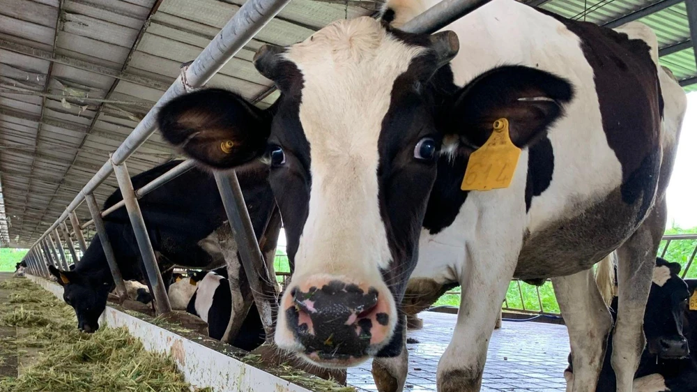 Ảnh minh họa về nuôi bò. Ảnh:HD