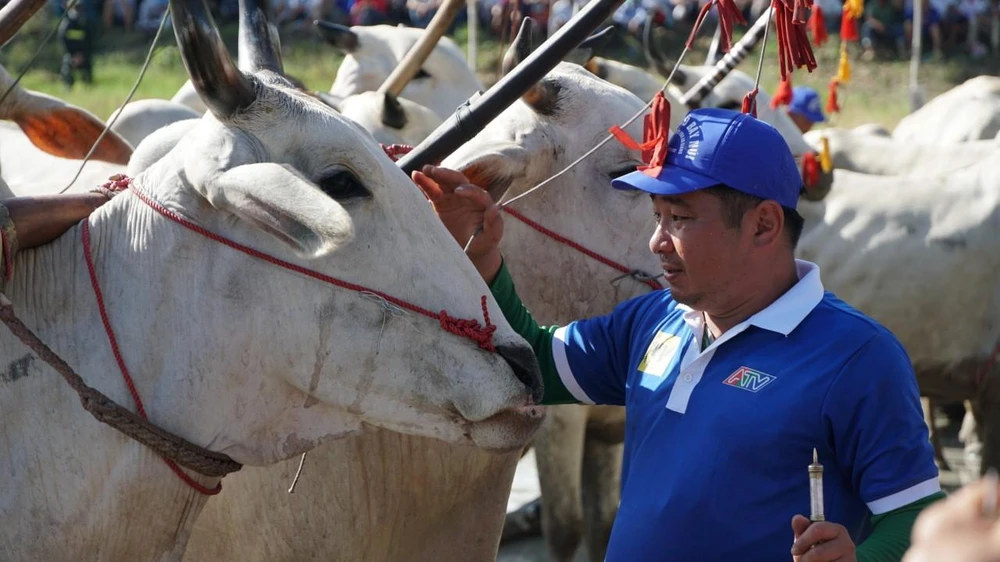 Nài bò là những người có nhiều kinh nghiệm chăm sóc bò chiến tốt nhất để tham gia thi đấu