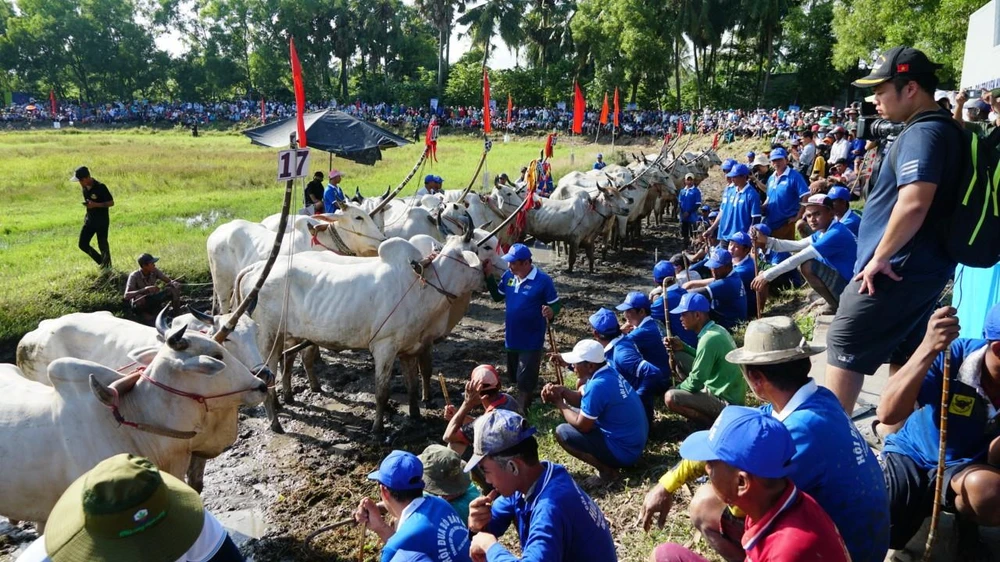 Đôi bò được chọn là những đôi bò khỏe nhất, nhanh nhẹn và dũng mãnh nhất