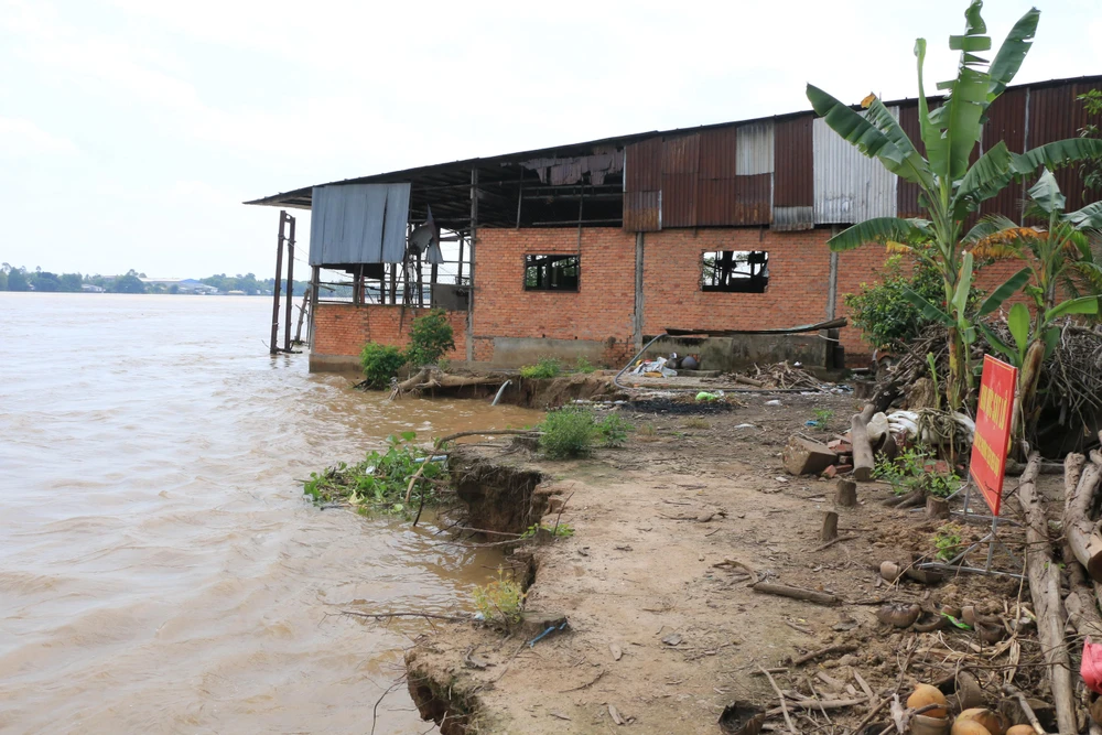 Khu vực sạt lở bờ sông Tiền thuộc xã Tân Quới, huyện Thanh Bình. Ảnh: HẢI DƯƠNG