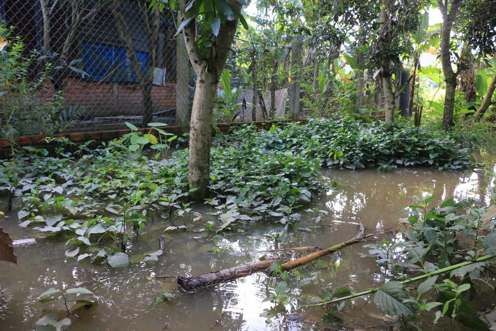 Triều cường gây ngập vườn cây ăn trái của người dân. Ảnh: HD