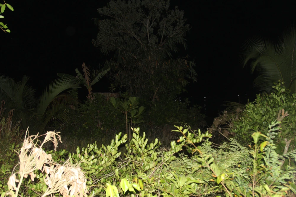 sạt lở cổ chiên