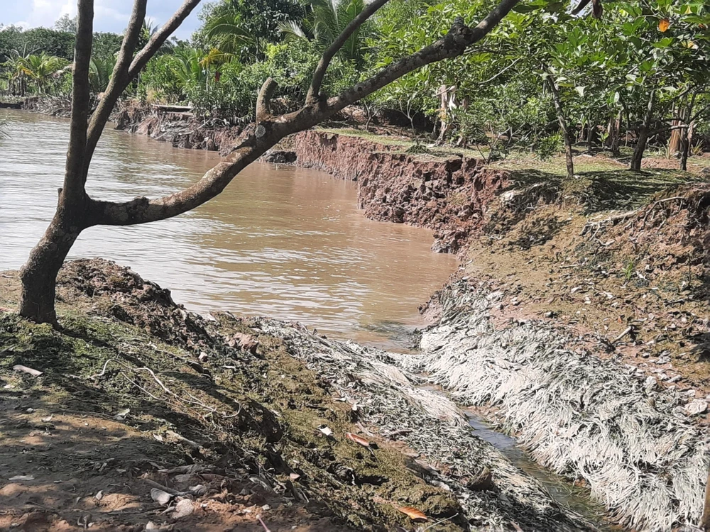 sạt lở bờ sông cổ chiên