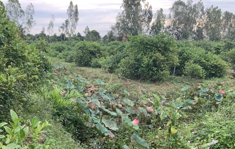 Hiện trường phát hiện thi thể người đàn ông chạy xe ôm. Ảnh: CACC