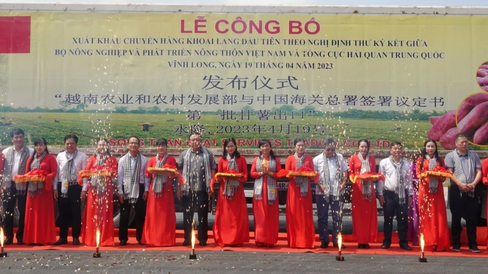 xuất khẩu khoai lang