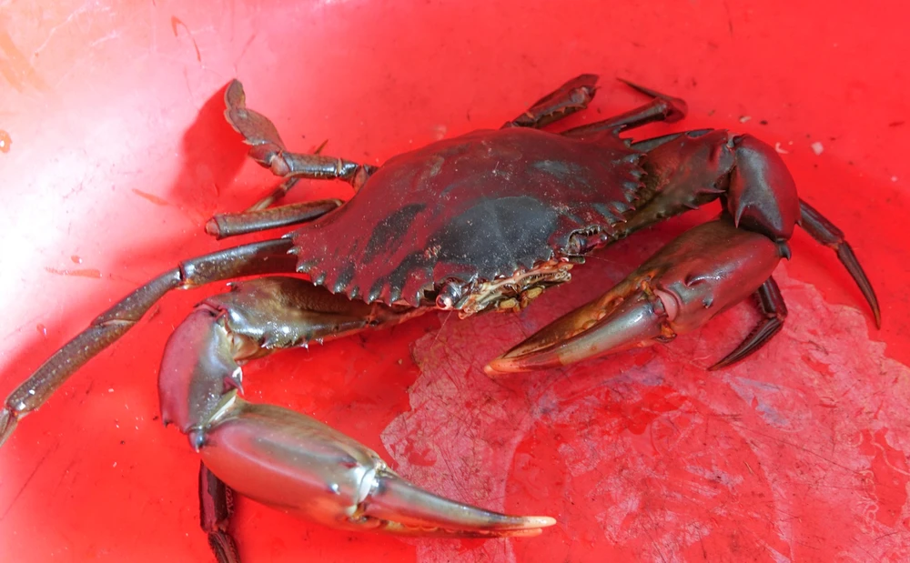 nuôi cua trong hộp nhựa