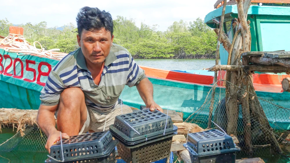 nuôi cua trong hộp nhựa